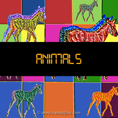 animals